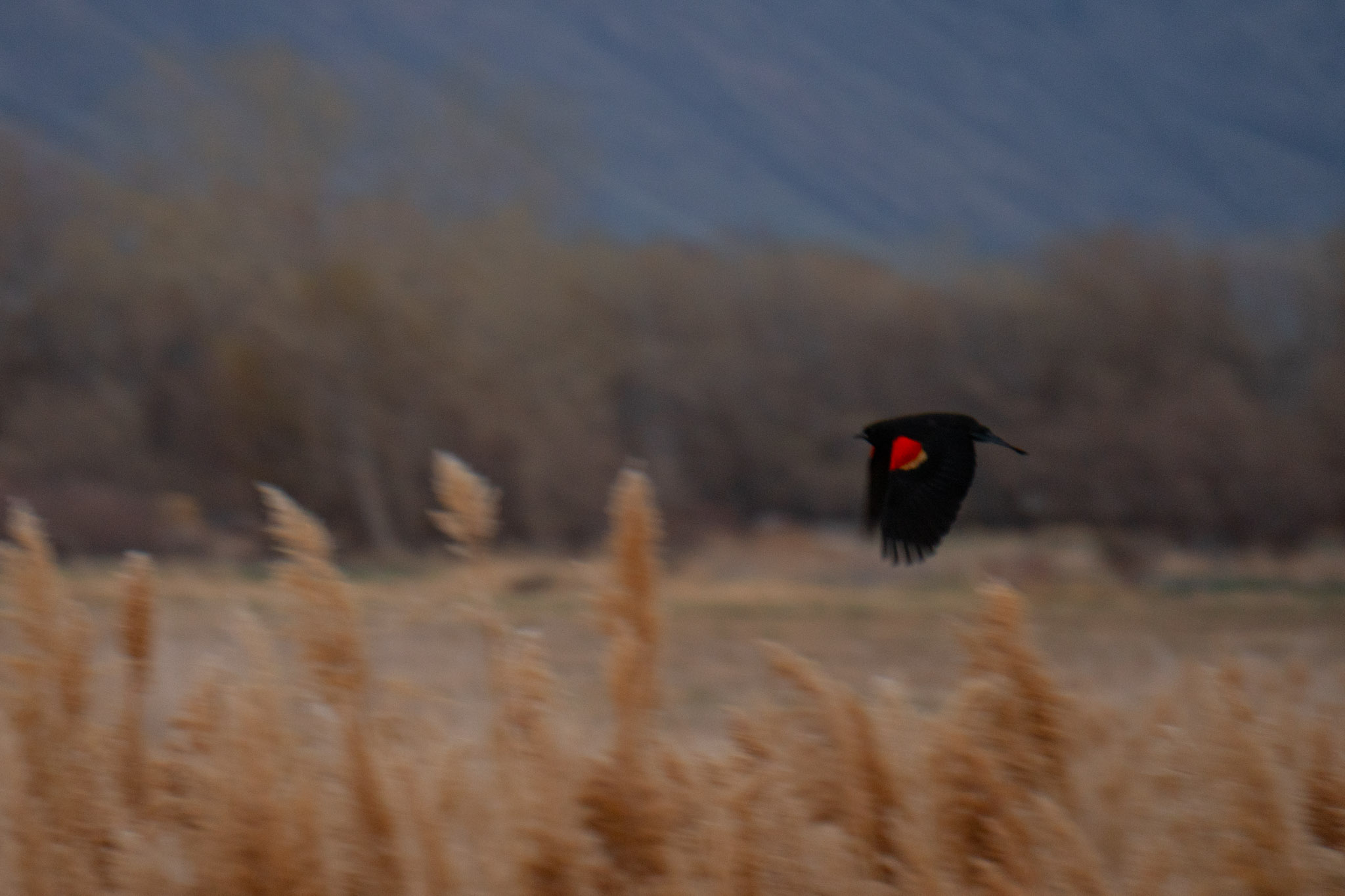 A Redwing Blackbird flies fast, blurry yellow grass, greenish mountains